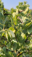 Rafnia amplexicaulis