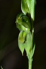 Pterostylis smaragdyna