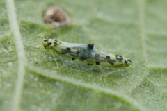 Eupteryx atropunctata