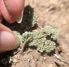 Cymopterus cinerarius