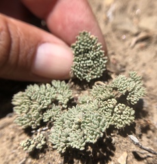 Cymopterus cinerarius