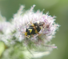 Liocoris tripustulatus