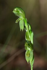 Pterostylis smaragdyna
