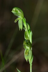 Pterostylis smaragdyna