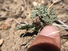 Cymopterus cinerarius