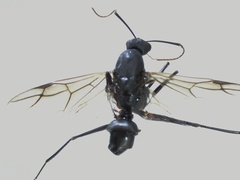 Hymenoptera