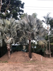 Bismarckia