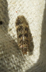 Bryotropha domestica