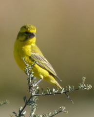 Crithagra flaviventris