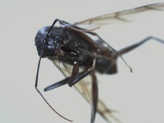 Hymenoptera