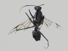 Hymenoptera