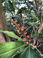 Alpinia intermedia