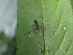 Teleopsis quadriguttata