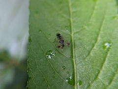 Teleopsis quadriguttata