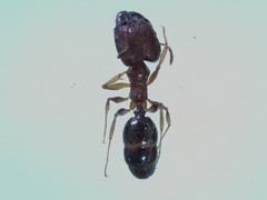 Pheidole