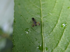Teleopsis quadriguttata
