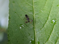 Teleopsis quadriguttata