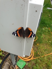 Vanessa atalanta