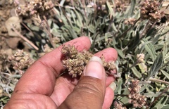 Phacelia hastata compacta