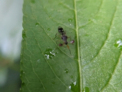 Teleopsis quadriguttata