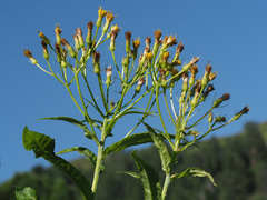 Senecio cacaliaster