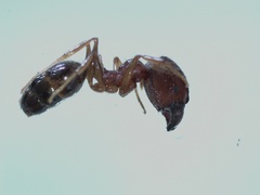 Pheidole