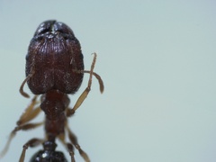 Pheidole