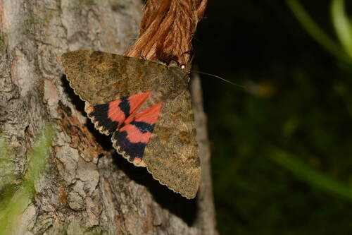 Catocala afghana