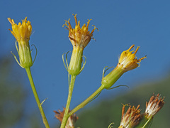 Senecio cacaliaster