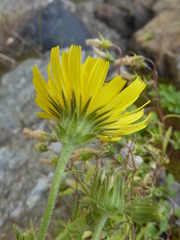 Hieracium amplexicaule