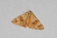 Cynaeda