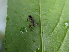 Teleopsis quadriguttata