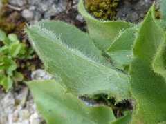 Hieracium amplexicaule