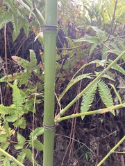 Phyllostachys nigra
