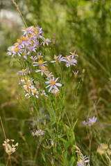 Galatella coriacea