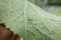 Eupteryx atropunctata