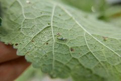 Eupteryx atropunctata