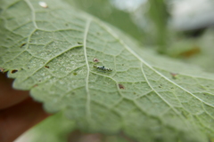 Eupteryx atropunctata