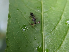 Teleopsis quadriguttata
