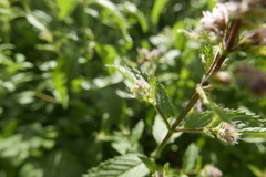Liocoris tripustulatus