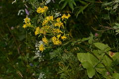 Ligularia thomsonii