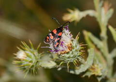 Zygaena sogdiana