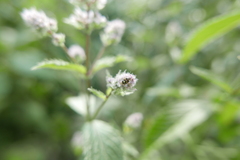 Liocoris tripustulatus