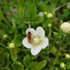 Rhagonycha fulva