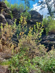 Dasiphora parvifolia