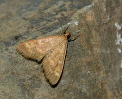 Mecyna salangalis
