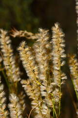 Melica persica