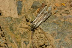 Brachodes staudingeri