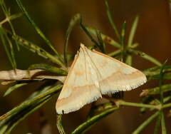 Ephelis