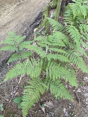 Pteridium tauricum